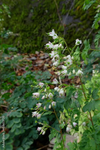 秋に咲く白い松風草（Boenninghausenia Reichenbach ex Meisner）／日本神奈川県足柄上郡