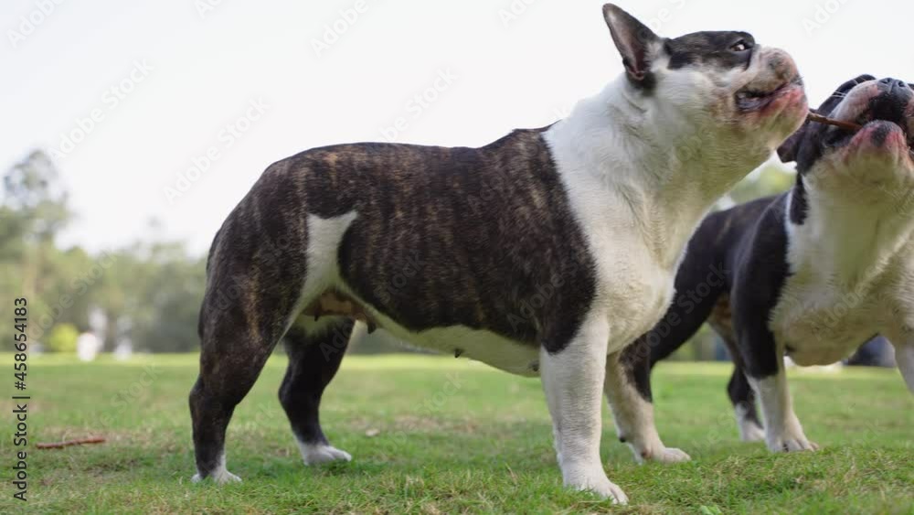 american staffordshire bull terrier american staffordshire bull terrier