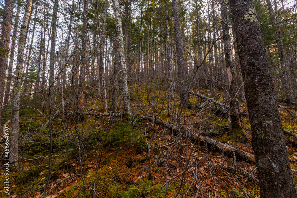 Obraz premium Autumn forest in the Primorsky Territory. The steep slope of the mountain, overgrown with conifers.