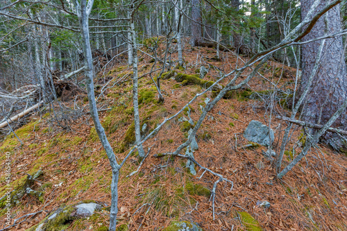 Autumn forest in the Primorsky Territory. The steep slope of the mountain, overgrown with conifers. photo