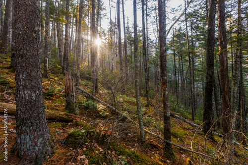 Autumn forest in the Primorsky Territory. The steep slope of the mountain, overgrown with conifers. © alexhitrov