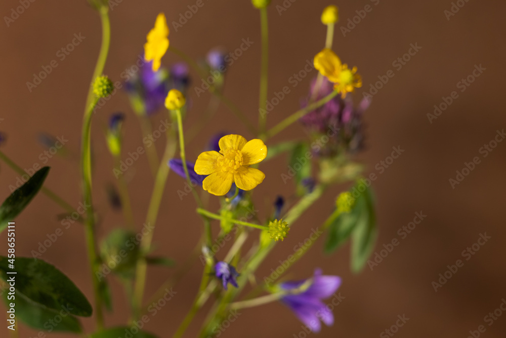 Bouquet of wild flowers on brown background, healing plant collection, still life composition Bouquet of wild flowers on brown background, healing plant collection, still life composition