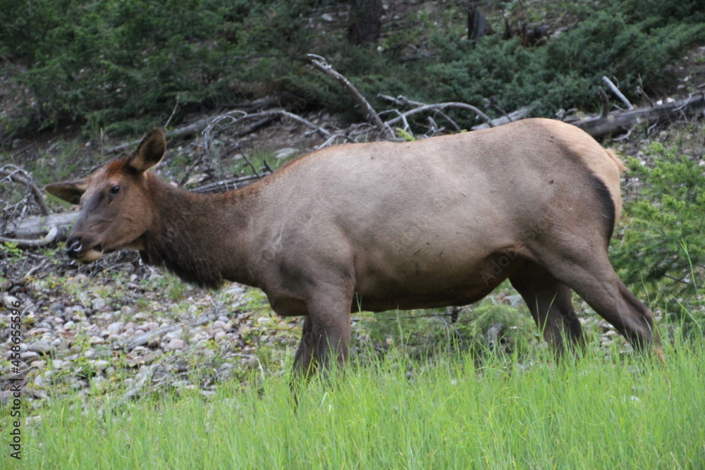 Alert Elk, Jasper National Park, Alberta Alert Elk, Jasper National Park, Alberta