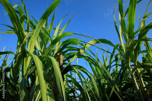 Sugarcane plants growing at field