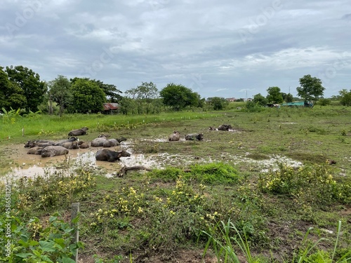 Many buffaloes happily lay in the muddy soil in the middle of the grassland.