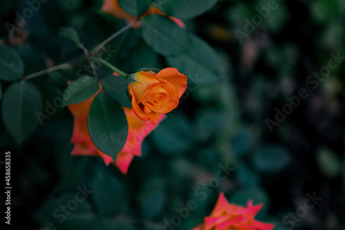 the Rose