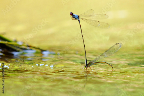 Mating and lying egs Pseudagrion pruinosum photo