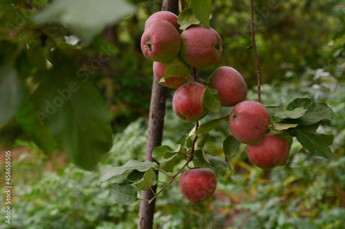 apples on a branch