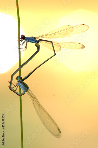 Pseudagrion pruinosum mating photo