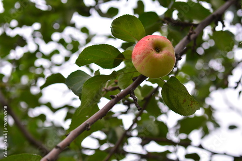 apple on a branch