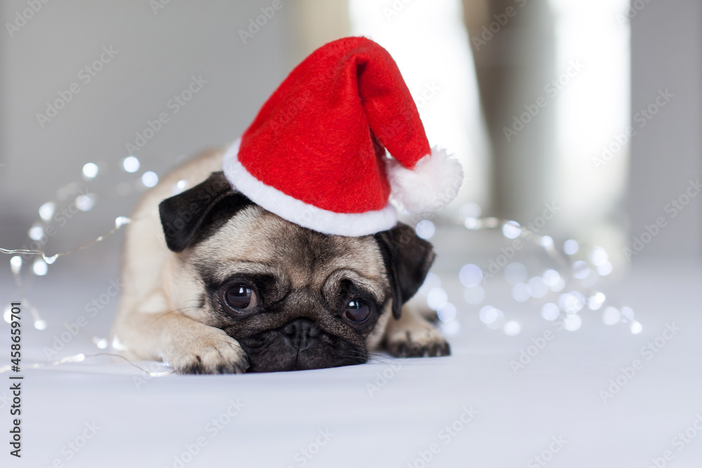 A pug breed dog in a red Christmas hat with a red bow tie sits in a light room on a white bed. New Years celebration, holiday, gift, sad pug