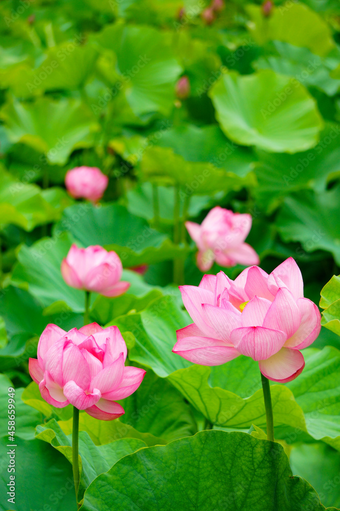 pink rose in garden