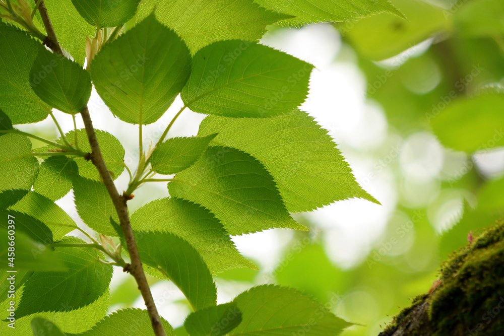 green leaves on a branch green leaves on a branch