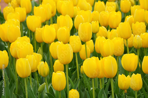 field of tulips