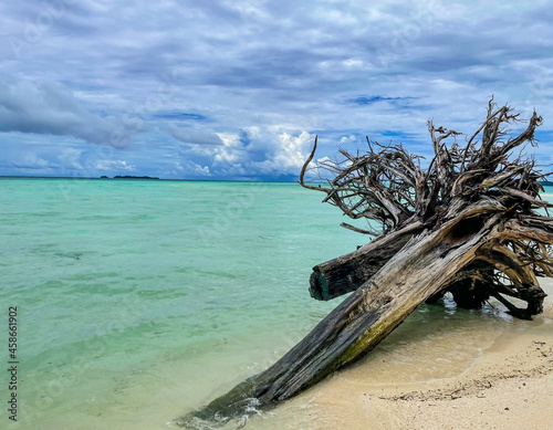 Close the roots of the old tree on the beach