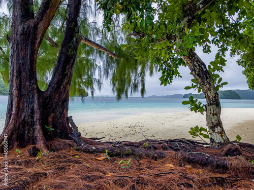 Old Tropical Tree with beach view © Studio Adjem