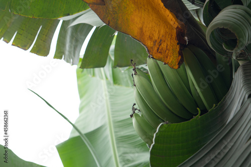 Banana plant with its fruit. Herbaceous. Musaseae. Copy space photo