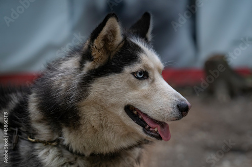 Profile of a Siberian Husky with blue eyes. © ELENA MASTEROVA