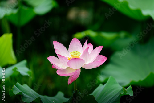 pink lotus flower