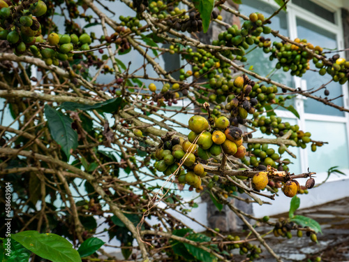 yellow unripe coffee beans planted behind the house
