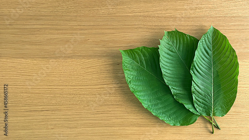 Close up kratom leaf, Green leaf background.