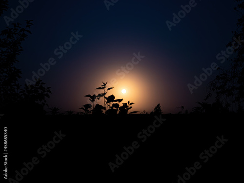 Moonlight in the night through the branches of trees. Lunar glow. Night darkness. Tree branches. Natural landscape. Horizon. Background image.
