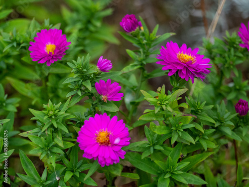 Purple flowers shine in sunshine 