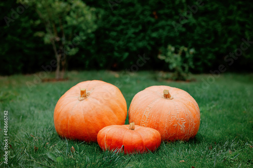 Three big pumpkins on green grass in autumn