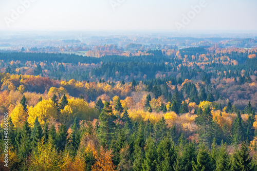 Beautiful autumn colours in the woodland