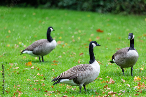 Canadian geese walking on the grass in park