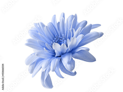 Isolated on white background toned blue chrysanthemum flower