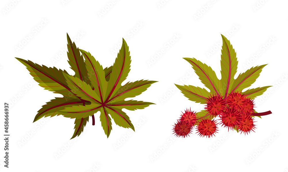 Set of ripe rambutan berries and branch with green leaves. Fresh organic tropical exotic fruit vector illustration Set of ripe rambutan berries and branch with green leaves. Fresh organic tropical exotic fruit vector illustration