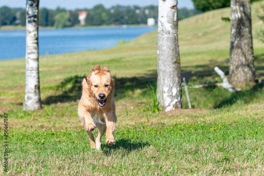 Golden retriever dog running summer day field.Labrador retriever dog outdoors in the nature on a grass meadow sunny day