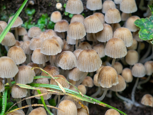 Mushrooms in row and limb