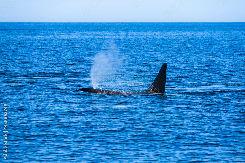 ブローするシャチ(killer whale) ブローするシャチ(killer whale)
