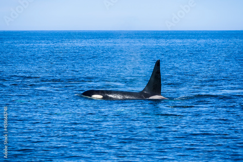 北海道羅臼沖のシャチ(killer whale)