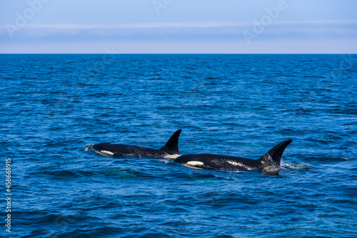 北海道羅臼沖のシャチ(killer whale)