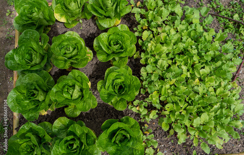lettuce salads in the garden