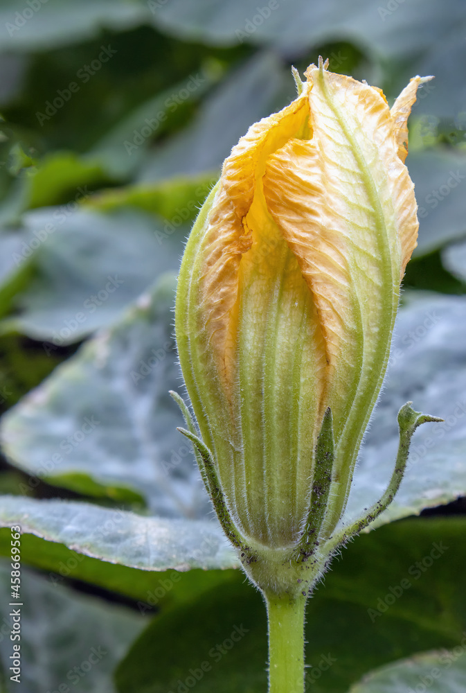 The zucchini flower is getting ready to bloom The zucchini flower is getting ready to bloom