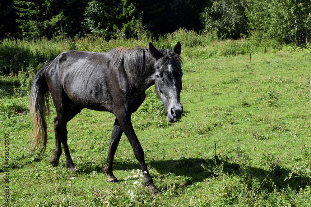 horses in the pasture, horses in the fresh air horses in the pasture, horses in the fresh air