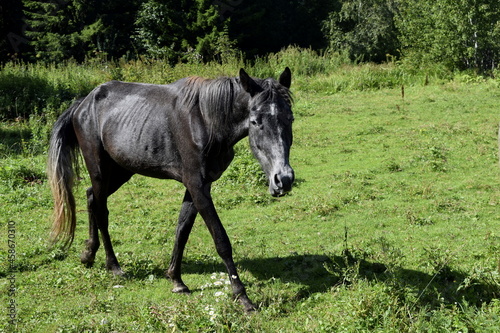 Fototapeta Naklejka Na Ścianę i Meble -  horses in the pasture, horses in the fresh air