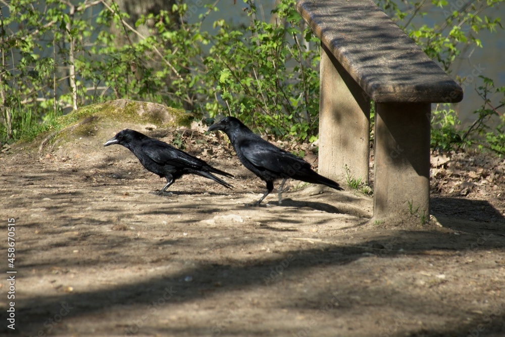 Obraz premium crow on the ground