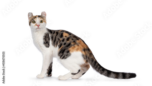Schilderij op canvas Amazing spotted pattern American Curl Shorthair cat, standing side ways
