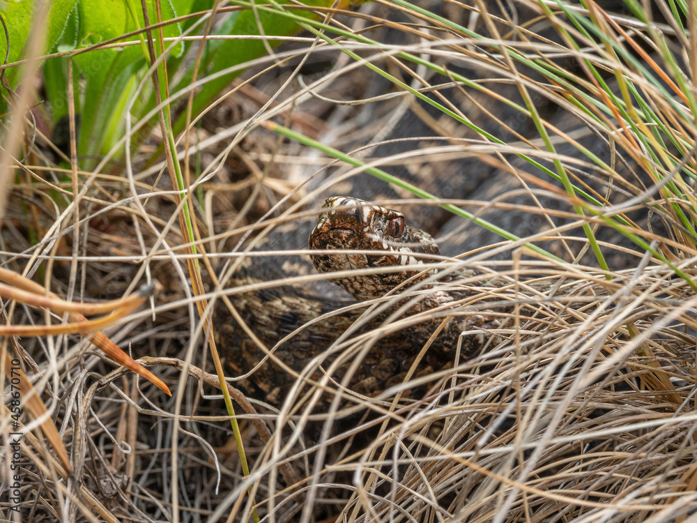 Southern Urals. Common European viper in the grass.