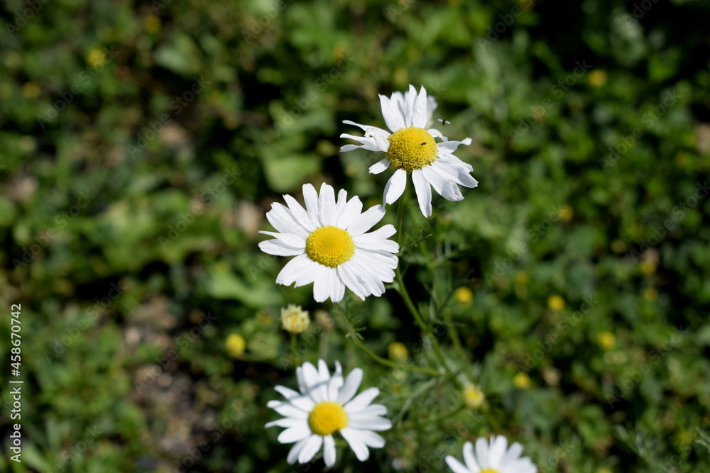 Fototapeta premium daisies in a garden