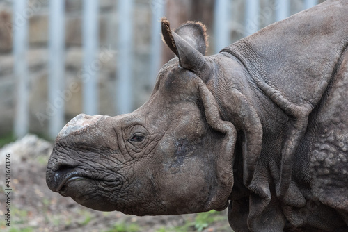 Portrait of rhinoceros with a clipped horn
