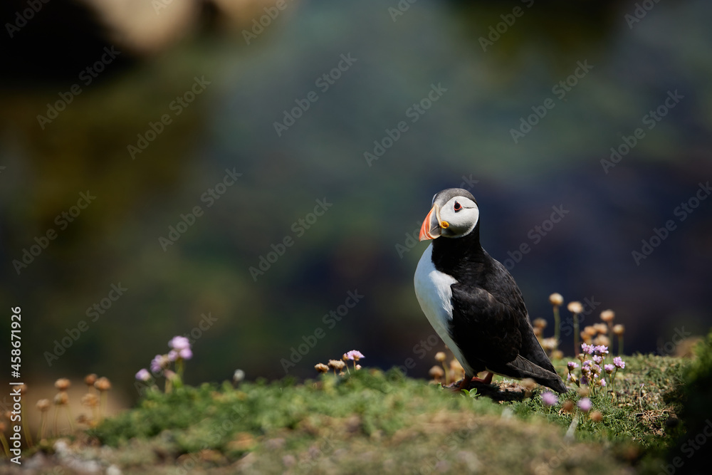 puffin standing on a rock cliff . fratercula arctica puffin standing on a rock cliff . fratercula arctica