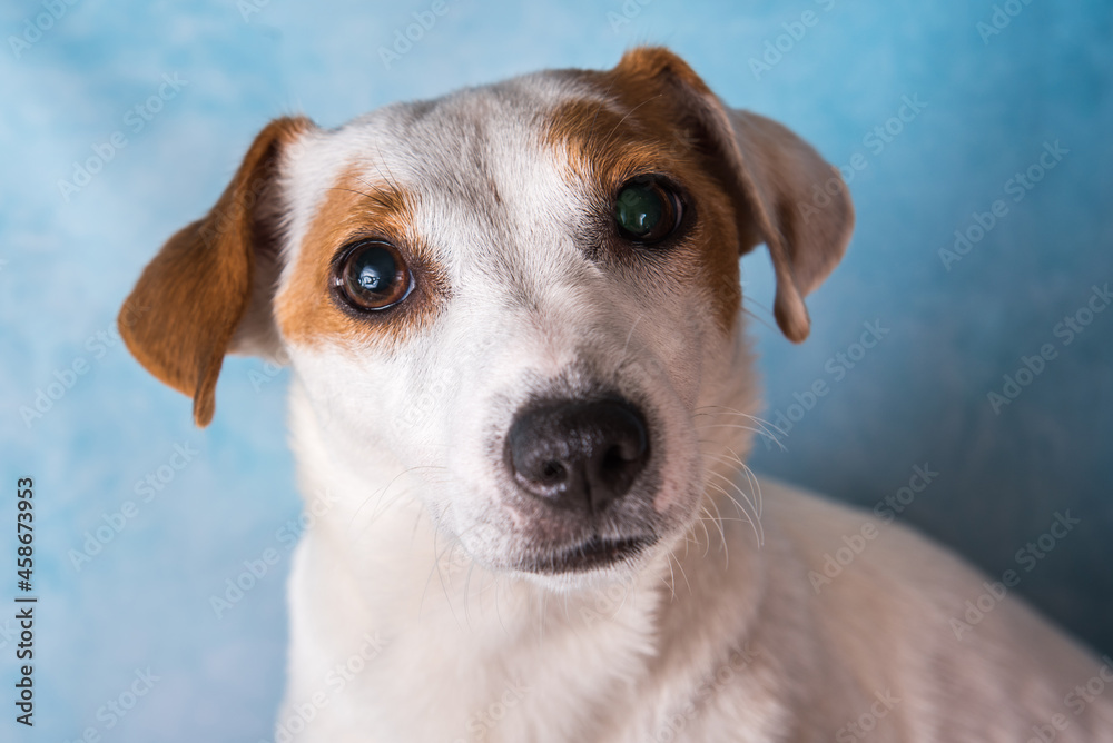Jack russell terrier female close up portrait Jack russell terrier female close up portrait