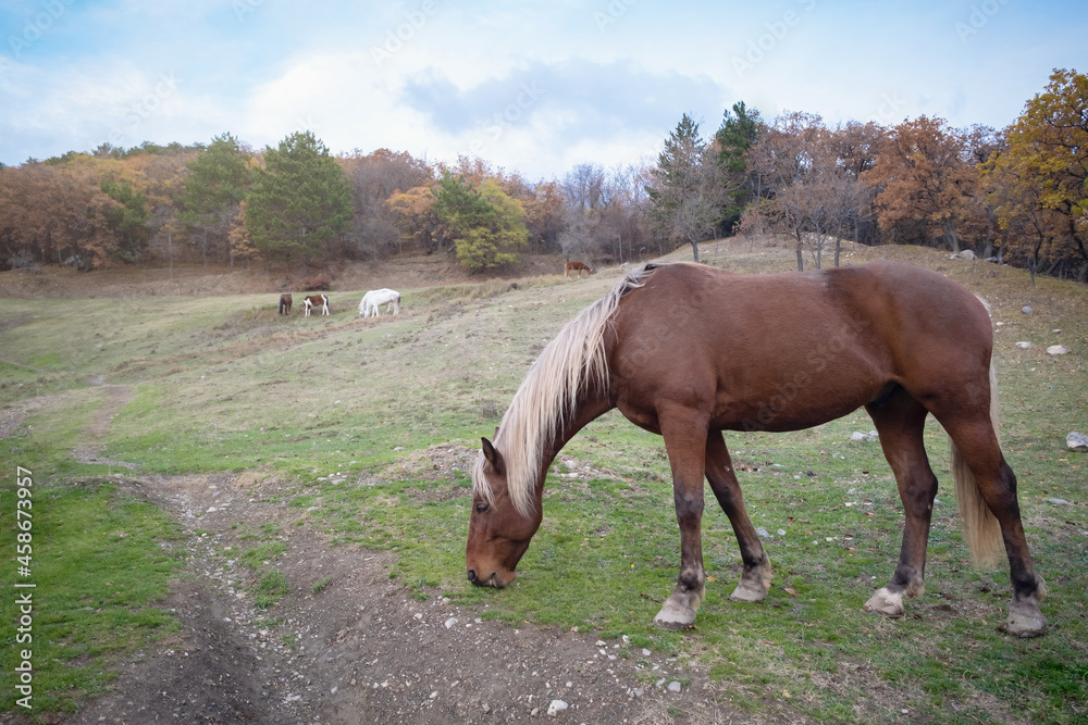 Fototapeta premium Wild horse like mustang graze on meadows