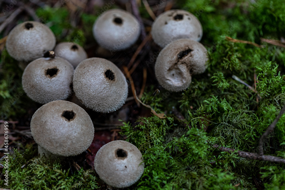 Puffball mushrooms on a stump - Lycoperdon pyriforme in a moss Puffball mushrooms on a stump - Lycoperdon pyriforme in a moss